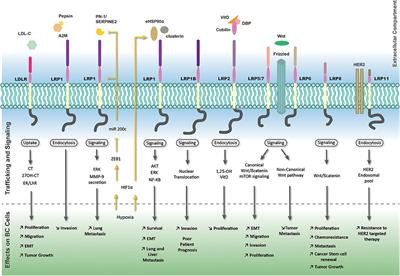 Contribution of the Low-Density Lipoprotein Receptor Family to Breast Cancer Progression